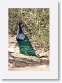 Indian Peafowl
