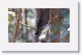 Spangled Drongo