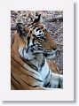 Adult female Tiger at Nigahi Nala