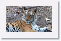 Adult female Tiger at Nigahi Nala
