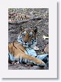 Adult female Tiger at Nigahi Nala