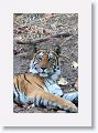Adult female Tiger at Nigahi Nala
