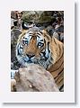 Adult male Tiger at Nigahi Nala