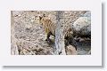 Adult male Tiger leaves Nigahi Nala