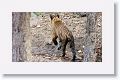 Adult male Tiger leaves Nigahi Nala