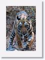 First sub-adult Tiger at Nigahi Nala