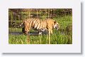 Adult Male Tiger