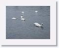 Mute Swans on the River Corrib