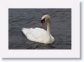 Mute Swans on the River Corrib
