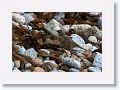 Rock Pipit