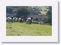 Sheepdog demonstration