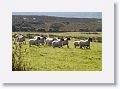 Sheepdog demonstration