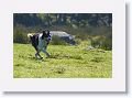 Sheepdog demonstration