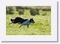 Sheepdog demonstration