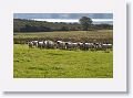 Sheepdog demonstration