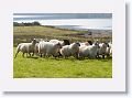 Sheepdog demonstration