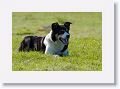 Sheepdog demonstration