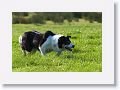 Sheepdog demonstration