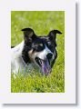 Sheepdog demonstration