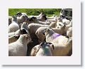 Sheepdog demonstration