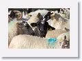 Sheepdog demonstration