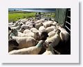 Sheepdog demonstration
