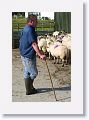 Sheepdog demonstration
