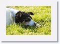 Sheepdog demonstration