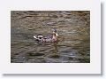 Mallard