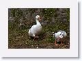 Geese (domestic)
