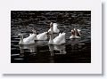 Geese (domestic) at Cahir Castle on the River Suir