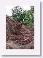 Female Great Horned owl