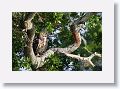 Male Great Horned owl has moved into the oak tree where he was born