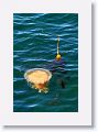 Jellyfish and Kelp