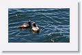 Pigeon Guillemot