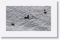 Pigeon Guillemot