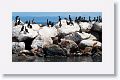 Brandt's Cormorant