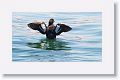 Pigeon Guillemot