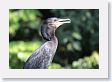 09CochaBlancoOxbow-072 * Anhinga * Anhinga