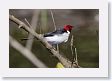 09CochaBlancoOxbow-074 * Red-capped Cardinal * Red-capped Cardinal