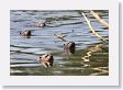 09CochaBlancoOxbow-075 * Giant River Otters * Giant River Otters