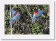 11MacawClayLick-051 * Red-and-Green Macaws * Red-and-Green Macaws