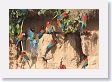 11MacawClayLick-068 * Red-and-Green Macaws * Red-and-Green Macaws