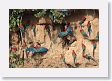 11MacawClayLick-073 * Red-and-Green Macaws * Red-and-Green Macaws