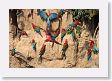 11MacawClayLick-074 * Red-and-Green Macaws * Red-and-Green Macaws
