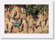 11MacawClayLick-075 * Red-and-Green Macaws * Red-and-Green Macaws