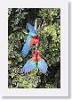 11MacawClayLick-081 * Red-and-Green Macaws * Red-and-Green Macaws