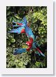 11MacawClayLick-082 * Red-and-Green Macaws * Red-and-Green Macaws