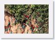 11MacawClayLick-084 * Red-and-Green Macaws * Red-and-Green Macaws