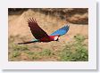11MacawClayLick-086 * Red-and-Green Macaw * Red-and-Green Macaw
